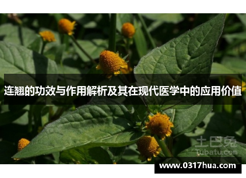 连翘的功效与作用解析及其在现代医学中的应用价值